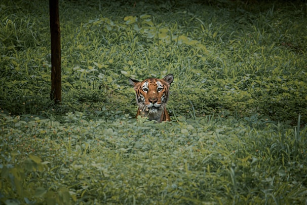 A tiger is partially hidden amidst dense greenery, peering with sharp eyes. The lush foliage envelops the animal, creating a sense of secrecy and wildness. The scene is dominated by verdant leaves, and the tiger's striped fur provides a stark contrast against the green background.
