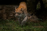 A leopard prowling stealthily through a grassy area, blending with the shadows of the surrounding rocks. Its eyes are focused and intense, while its spotted fur stands out against the dimly lit background.