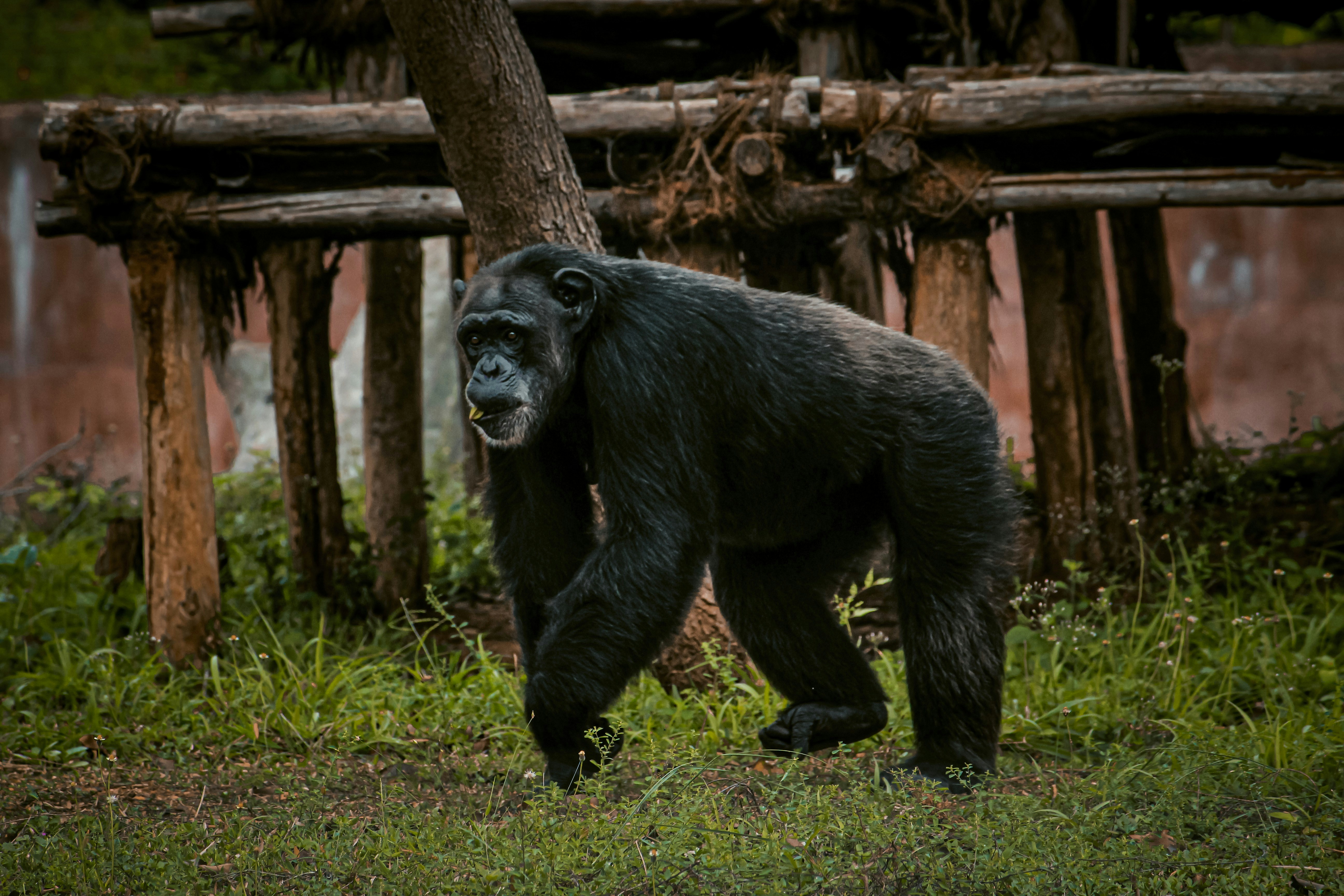 Understanding the Nuanced Communication of Wild Chimpanzees