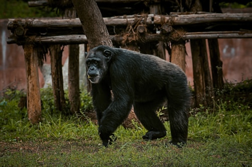 The predator confidently walking away from a tamed group of chimps.