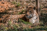 Conservationists tracking jaguar footprints in the forest at dawn