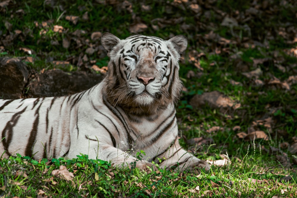 a white tiger laying on top of a lush green field