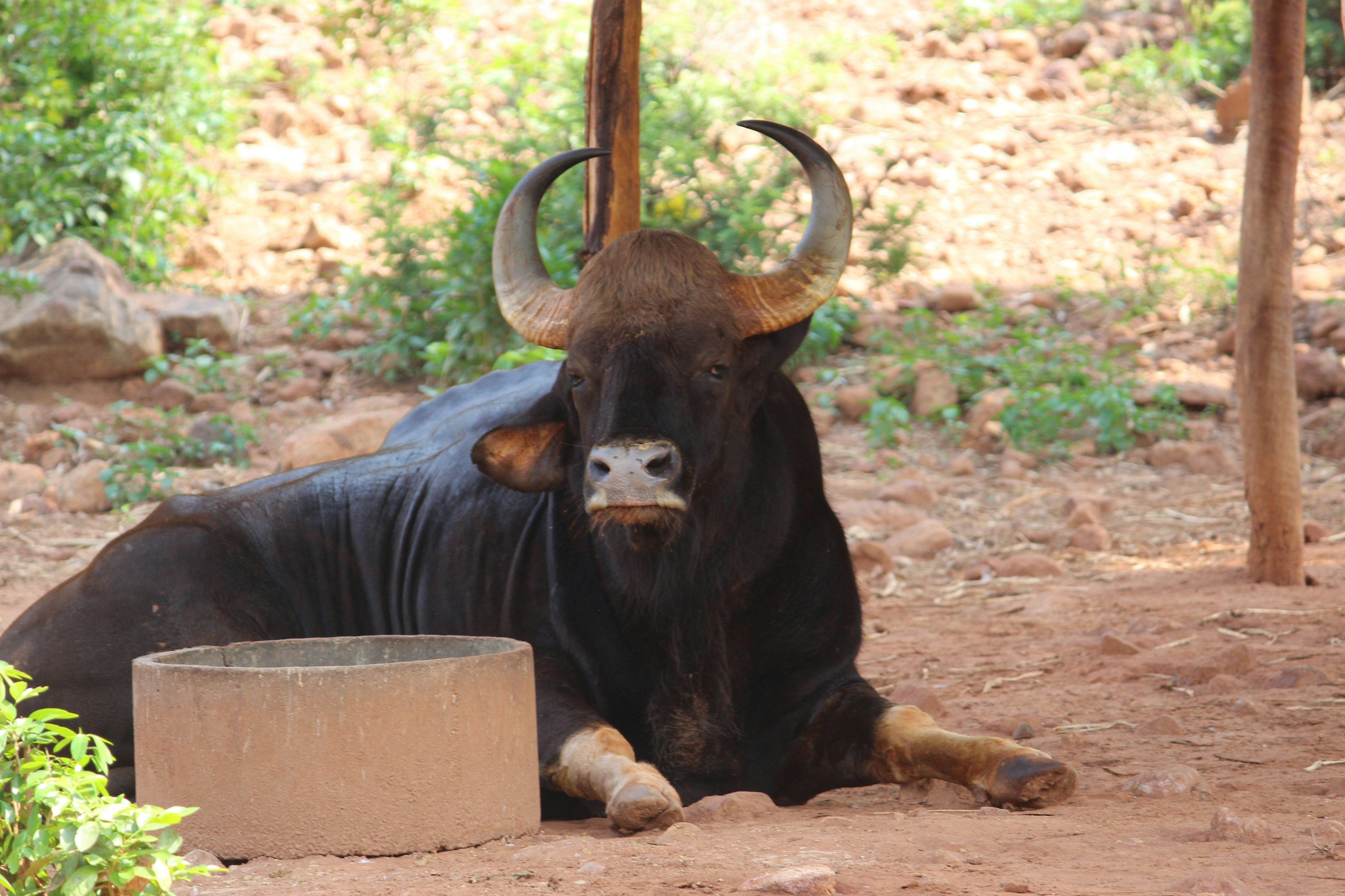 a bull with large horns lying down in the dirt