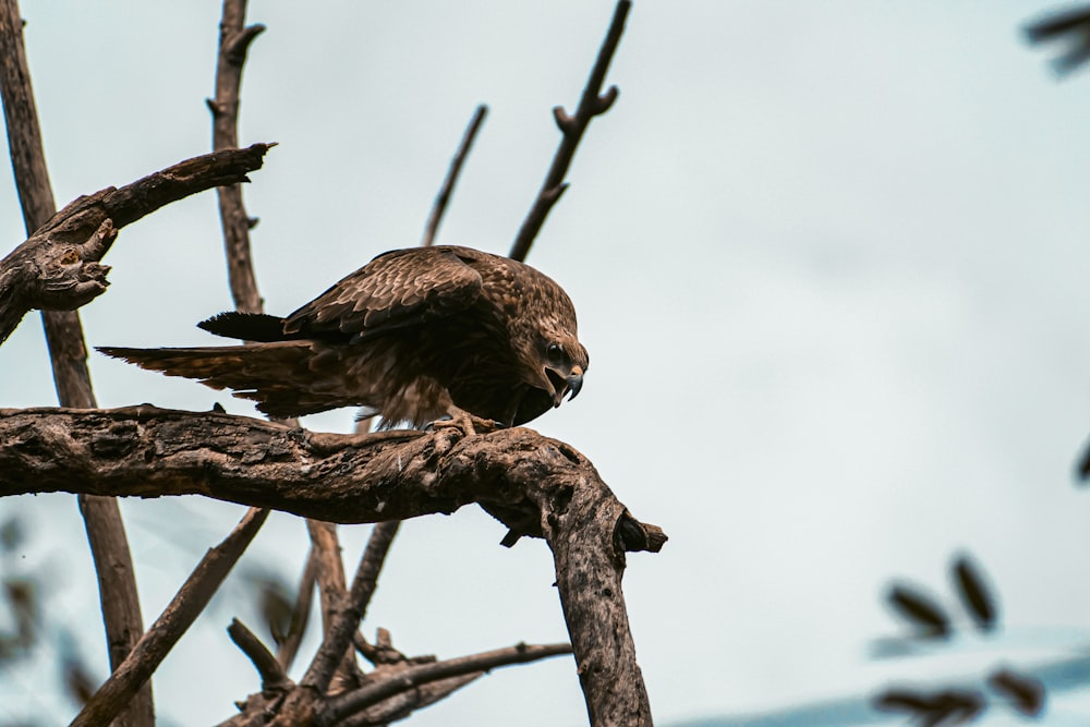 a bird sitting on a branch of a tree