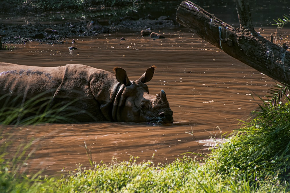 a rhino laying in a body of water