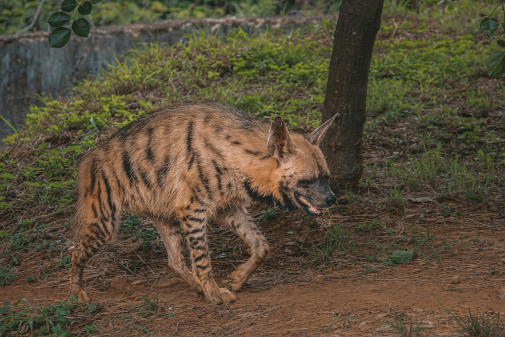 a striped hyena walking on a dirt path