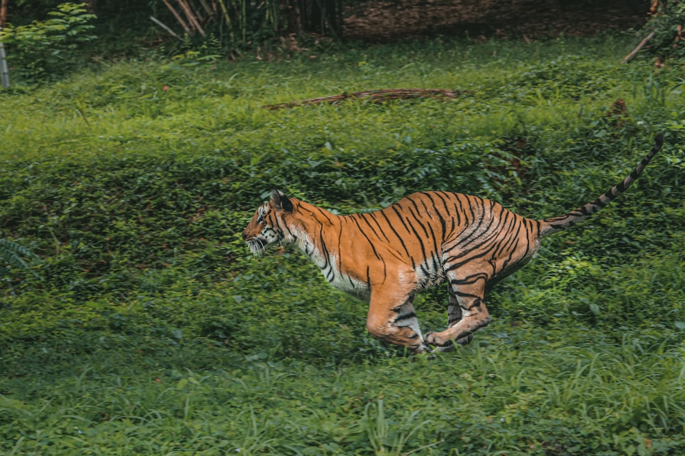 a tiger walking through a lush green field