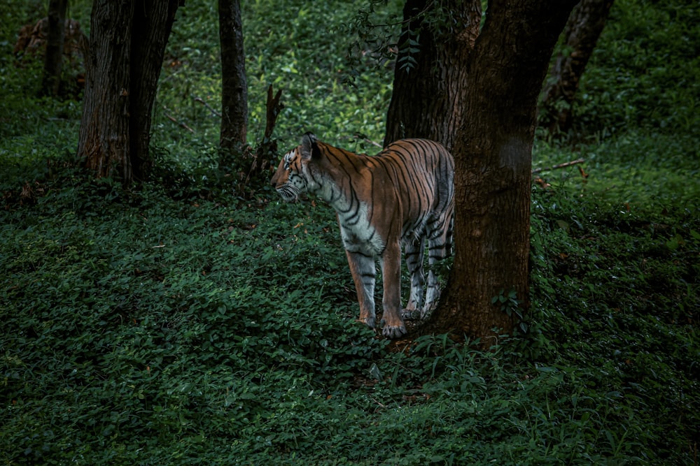 a tiger standing next to a tree in a forest