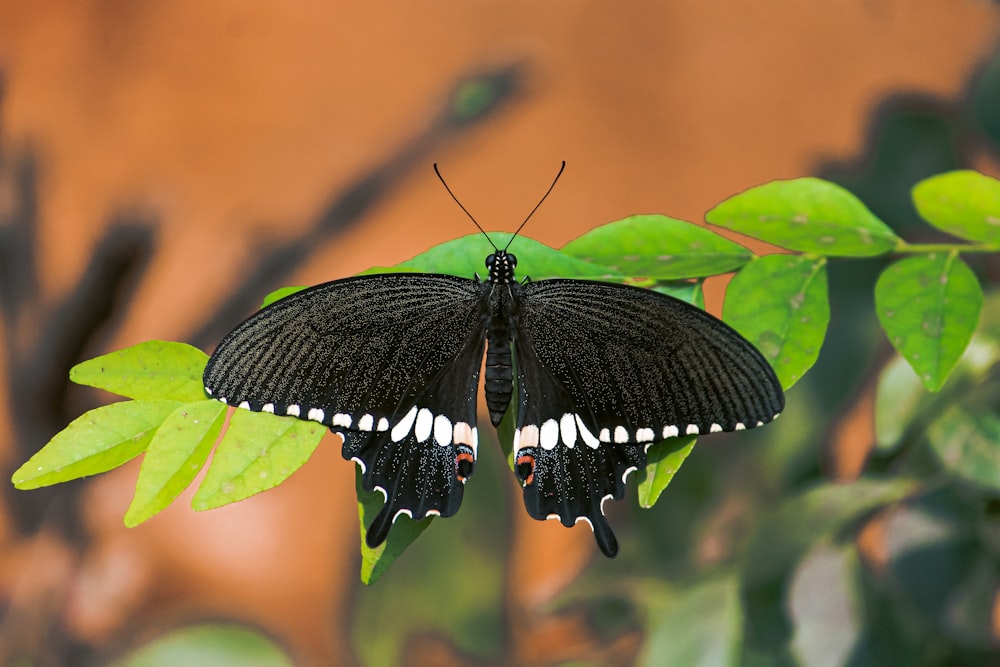 a black and white butterfly sitting on a green leaf