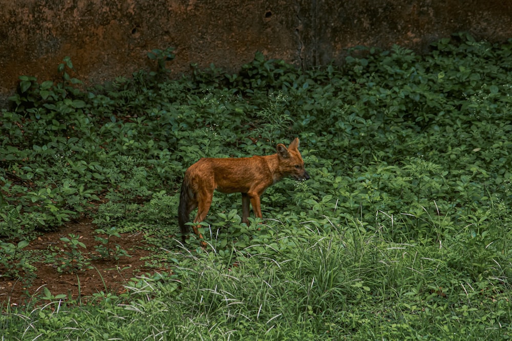 a small brown animal standing on top of a lush green field