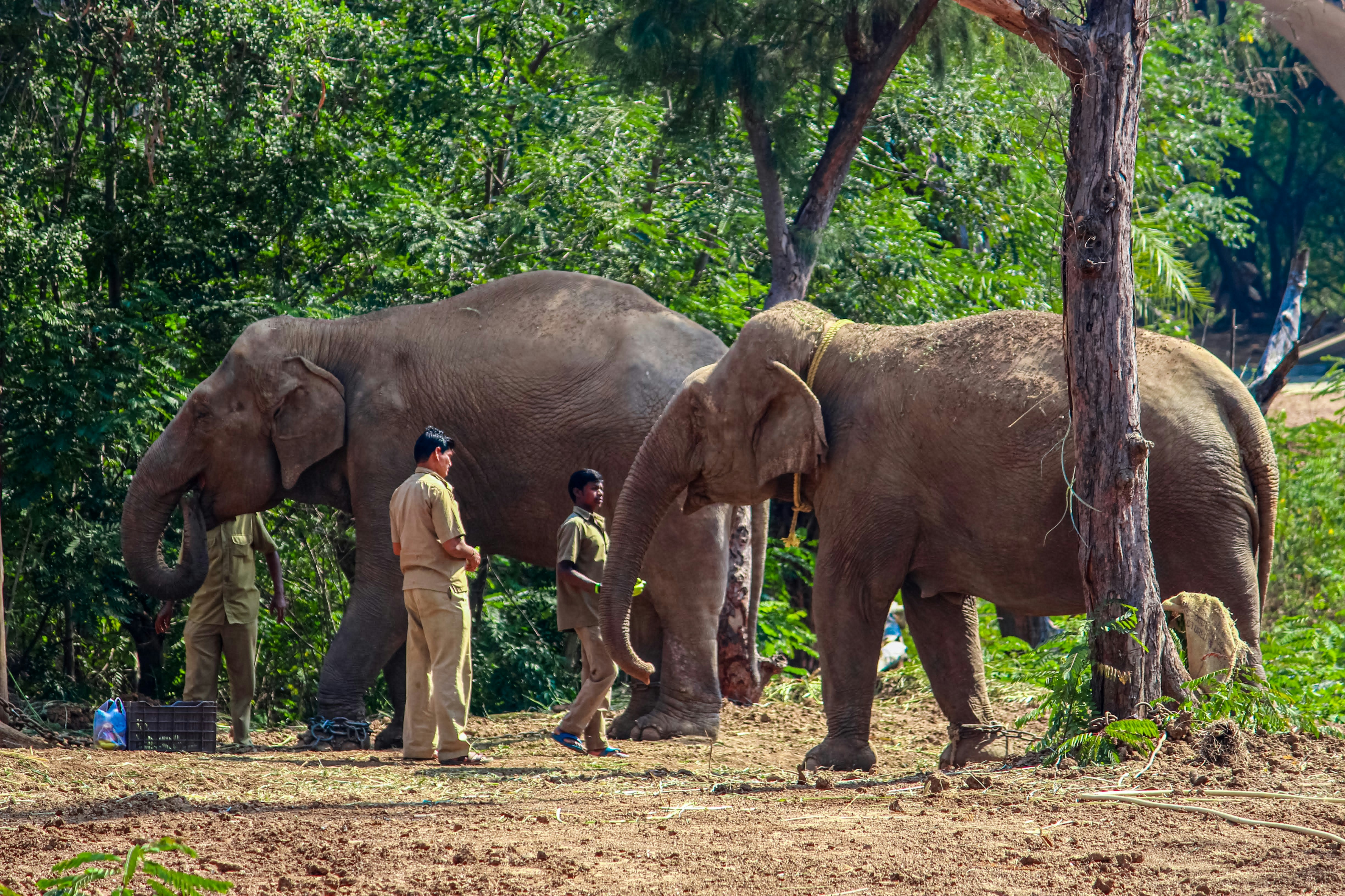 a group of elephants standing next to each other