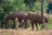 Two elephants stand amidst a forested area with lush green trees in the background. Two uniformed individuals are nearby, suggesting a setting of care or conservation work. The elephants appear calm and are interacting with the people.