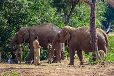 Two elephants stand amidst a forested area with lush green trees in the background. Two uniformed individuals are nearby, suggesting a setting of care or conservation work. The elephants appear calm and are interacting with the people.