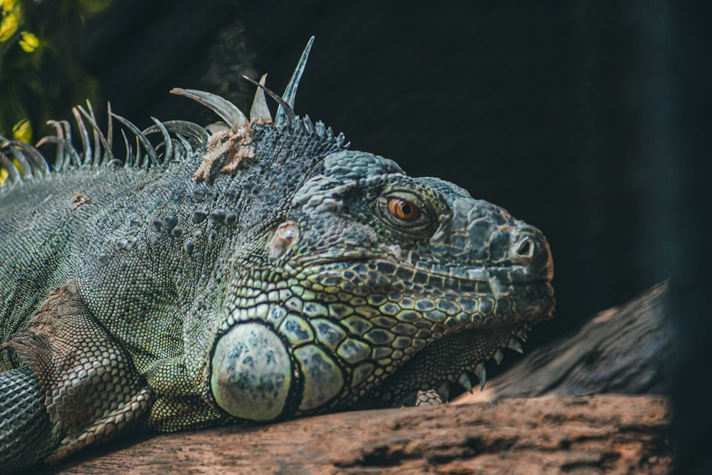 a close up of a lizard on a tree branch