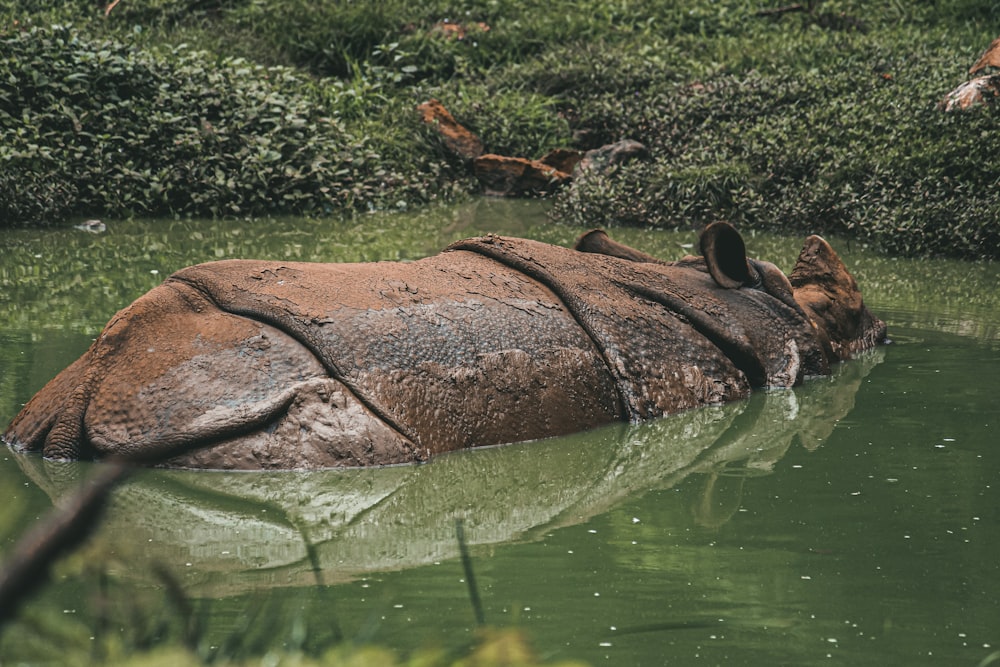 a hippopotamus submerged in a body of water