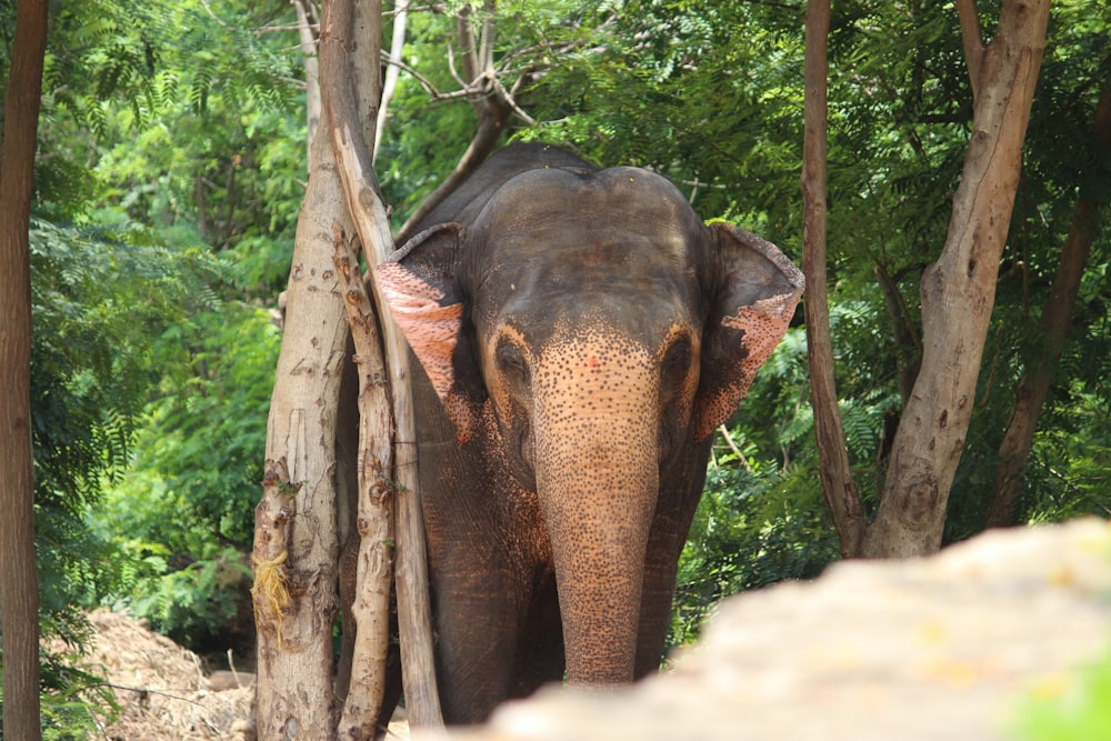 an elephant walking through a forest with trees