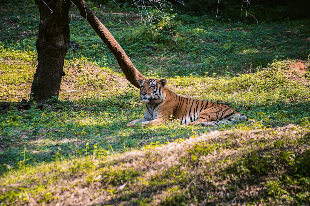 a tiger laying in the grass next to a tree