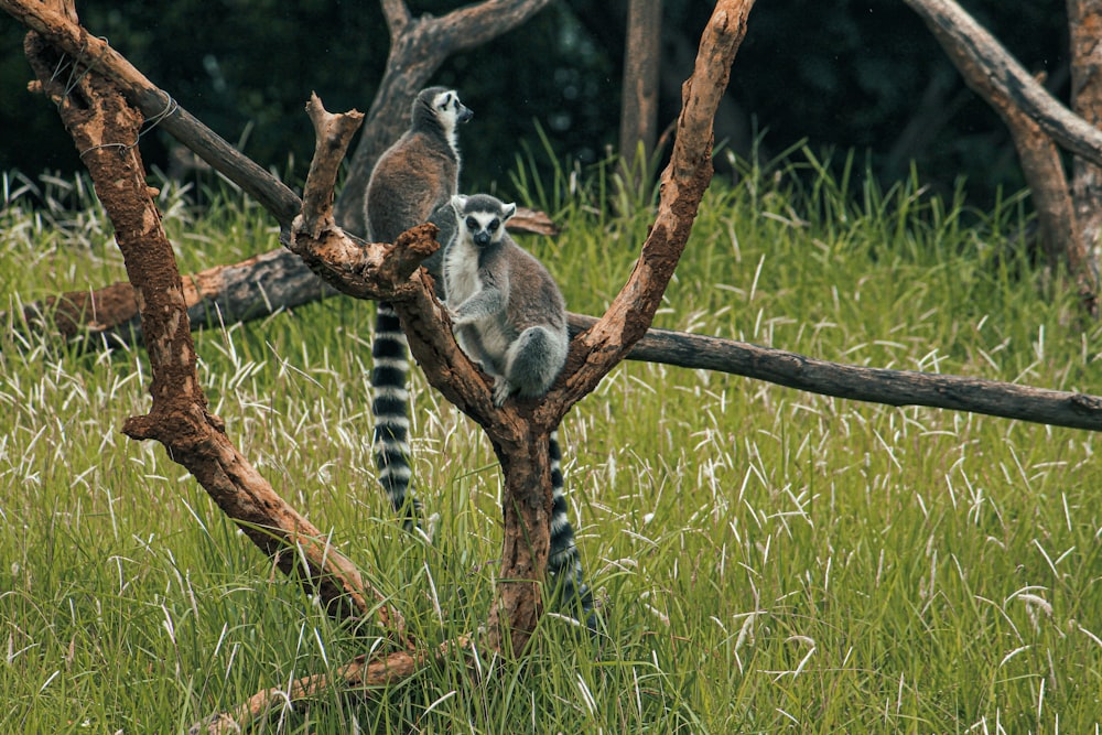 a couple of animals that are standing in the grass