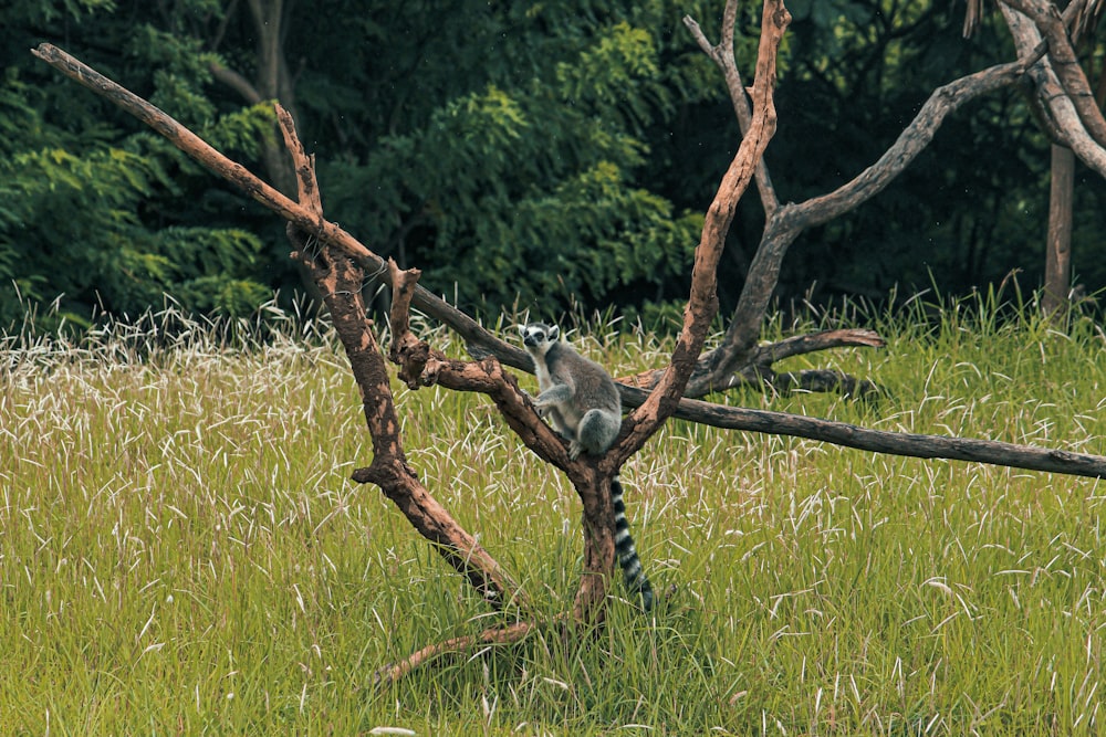 a raccoon climbing a tree branch in a grassy field