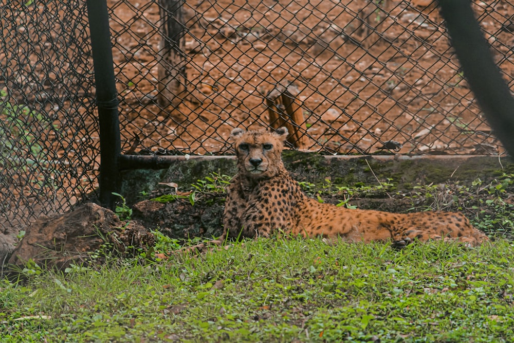 a cheetah laying in the grass near a fence