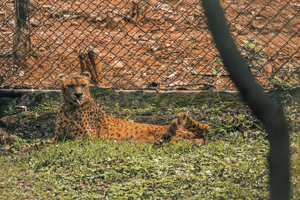 a cheetah laying in the grass behind a chain link fence