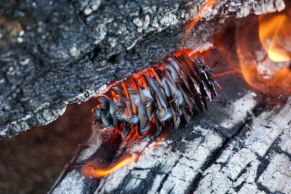 a close up of a piece of food on a fire
