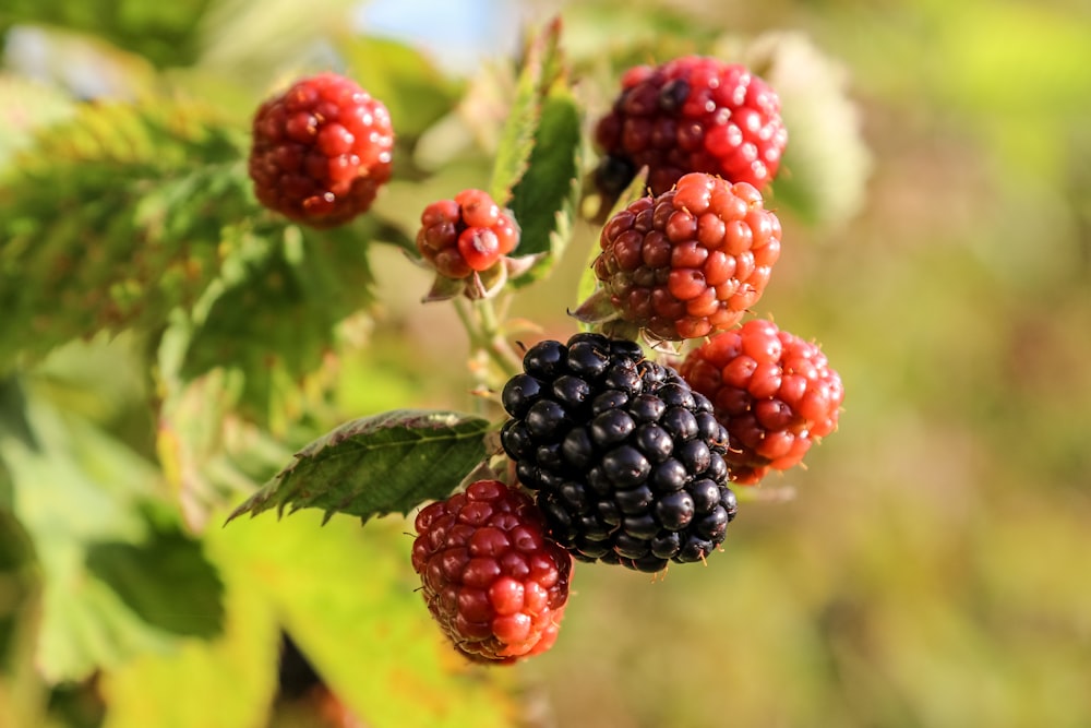 a bunch of berries hanging from a tree