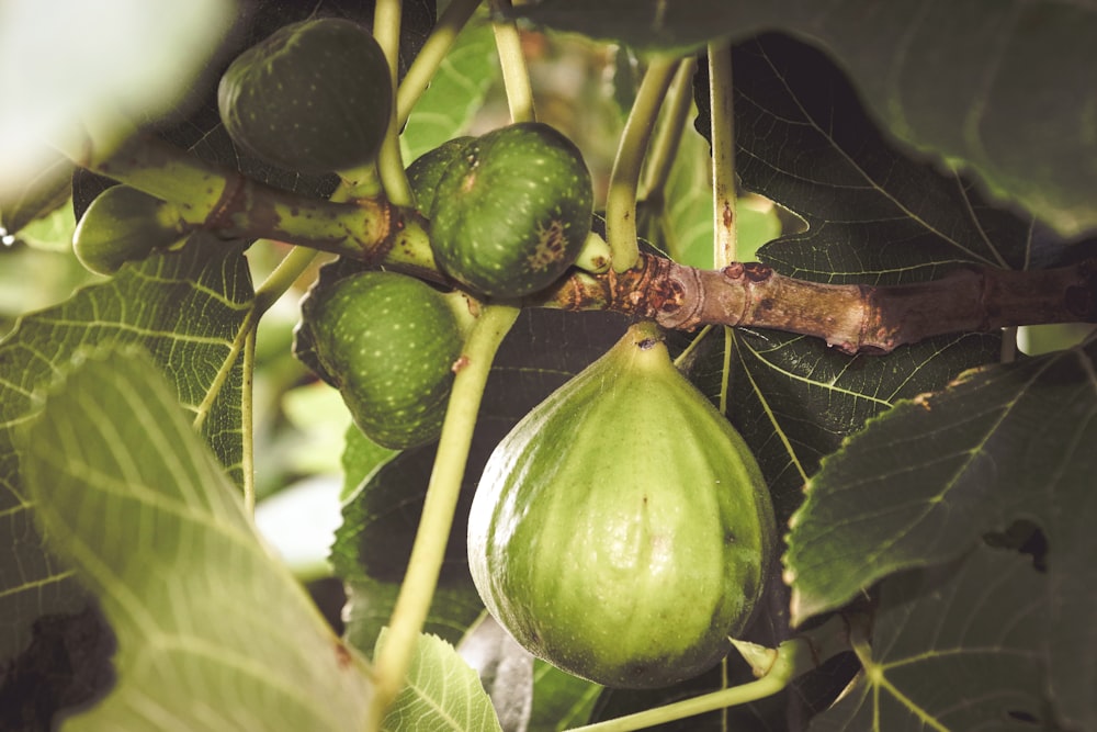 a close up of some green fruit on a tree