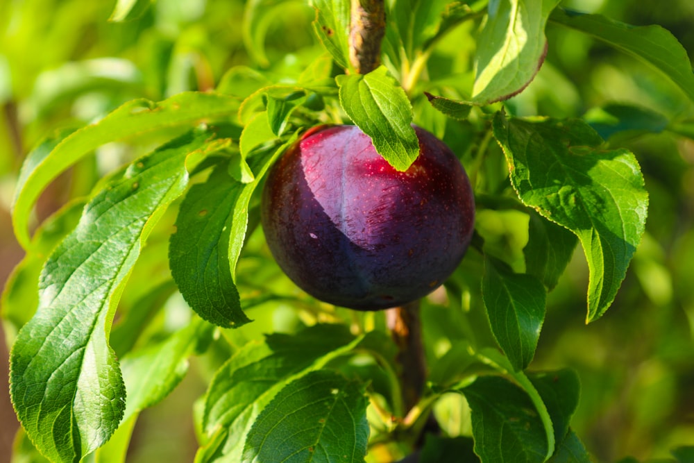 a plum hanging from a tree with green leaves