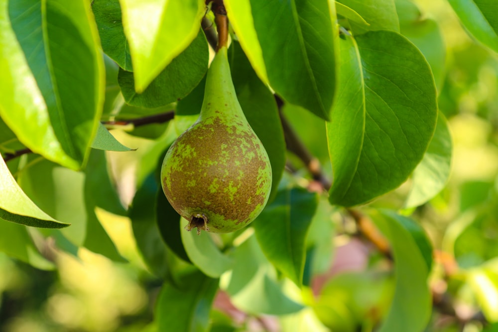 a pear hanging from a tree with green leaves