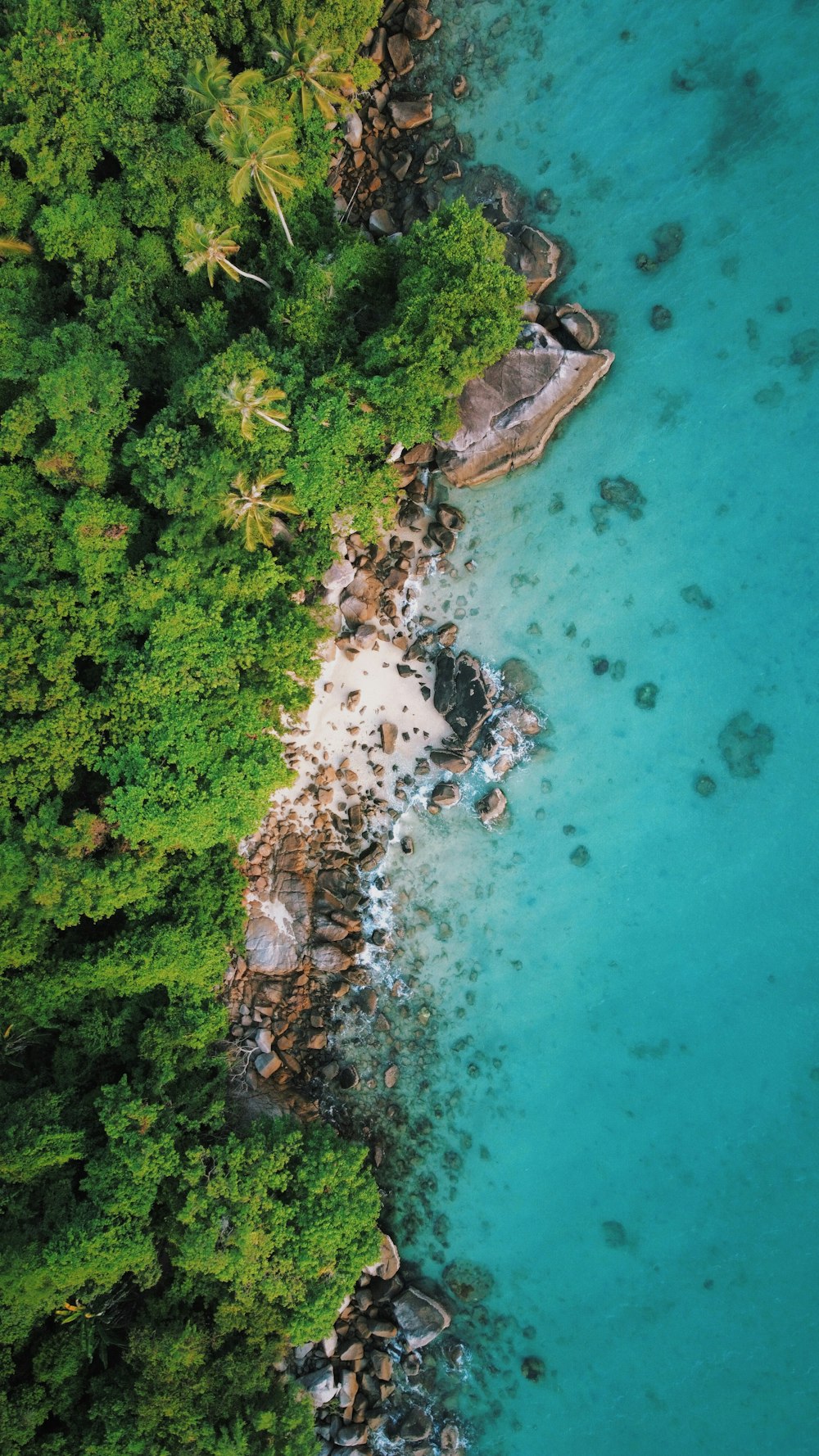 uma vista panorâmica de uma praia cercada por árvores