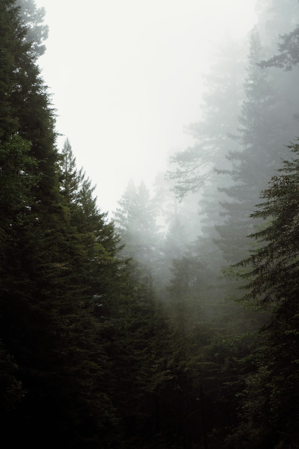 a foggy forest filled with lots of trees