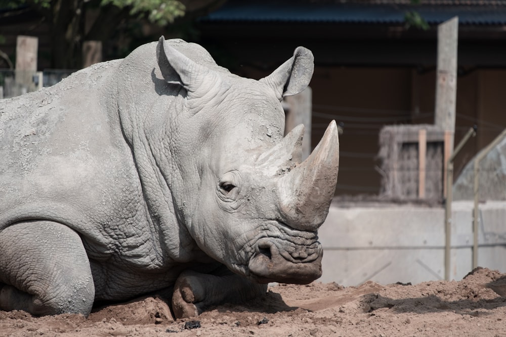 a rhinoceros laying down in the dirt