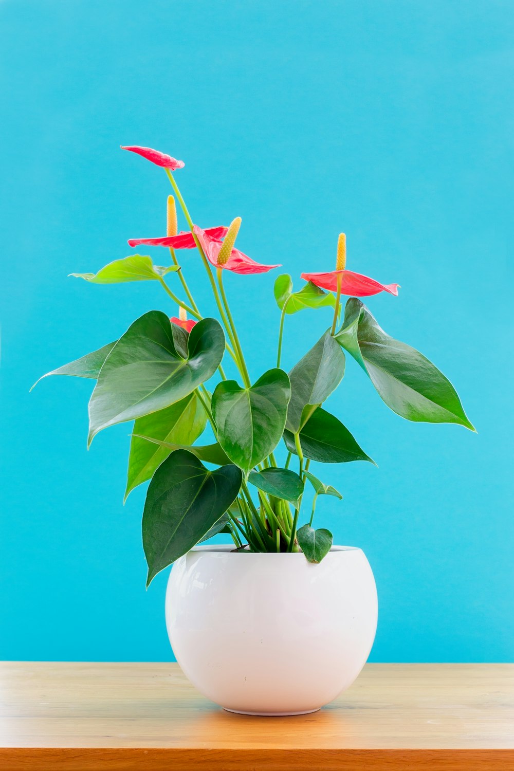 eine Topfpflanze mit roten Blüten auf einem Tisch