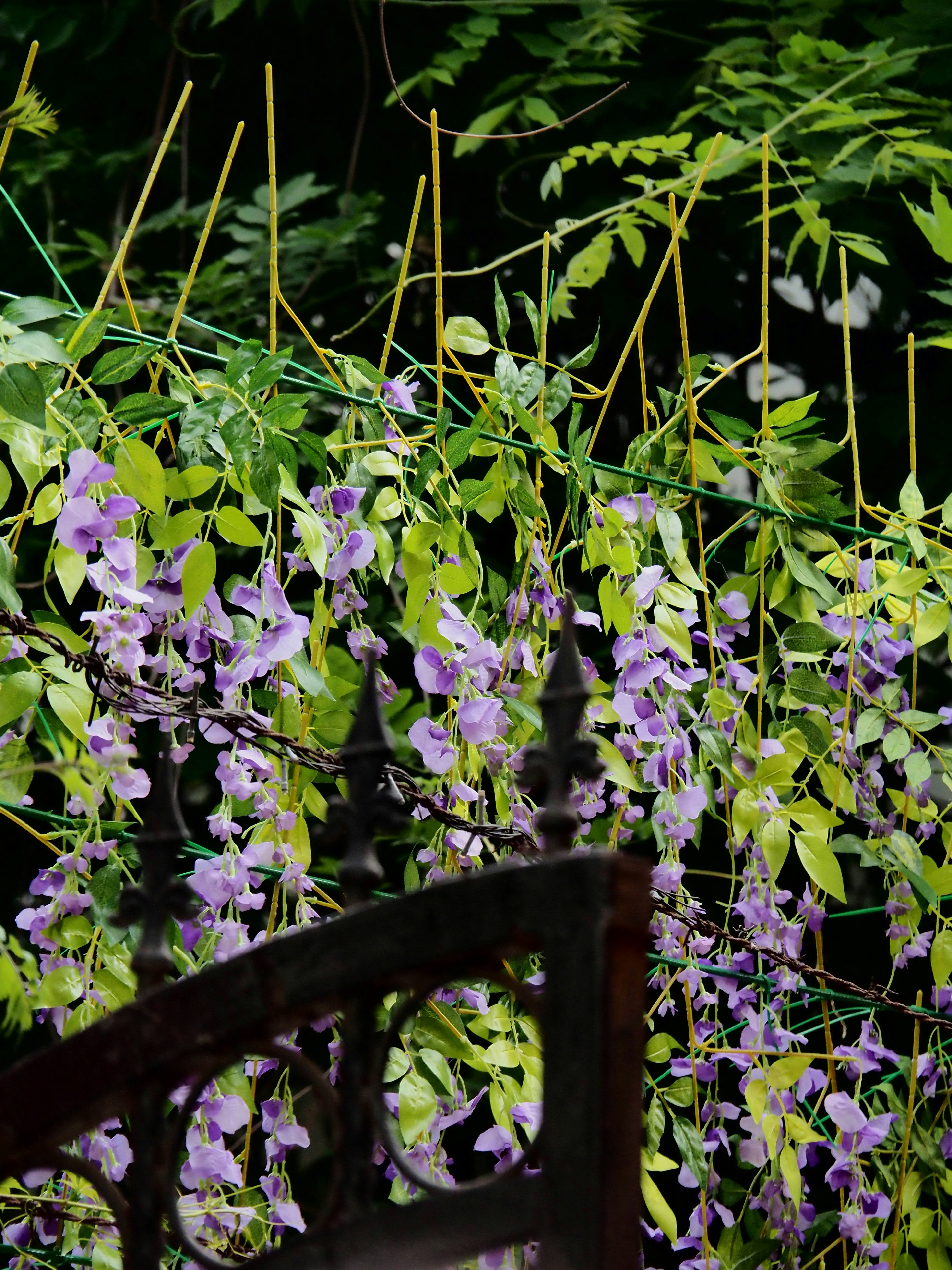 A fence with purple flowers growing on it photo – Free Garden flowers ...