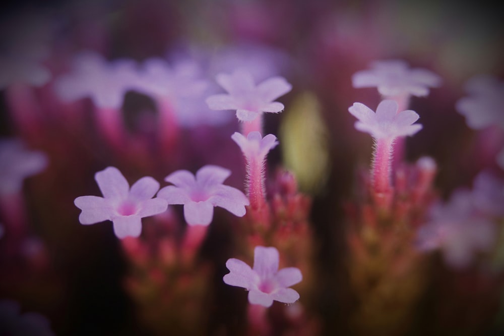 a close up of a bunch of pink flowers