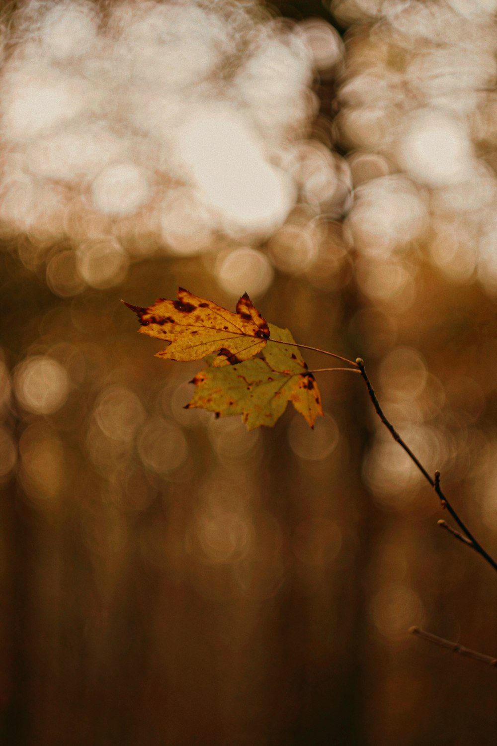 a single leaf on a twig in a forest