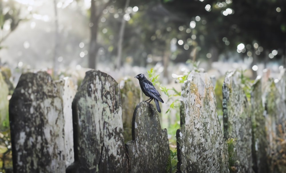 a black bird sitting on top of a wooden fence