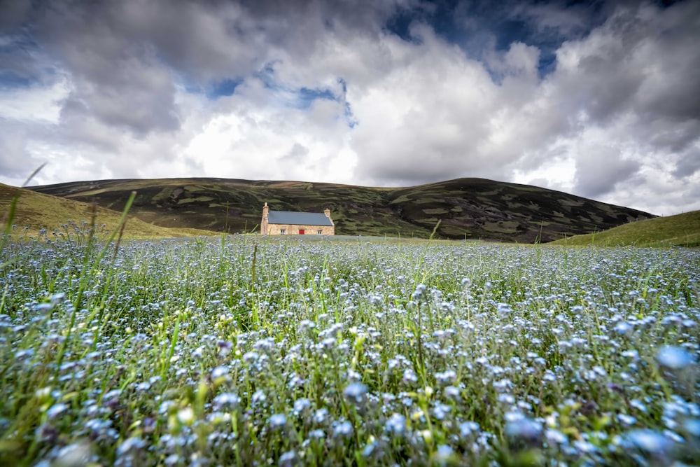 a field of blue flowers with a house in the background