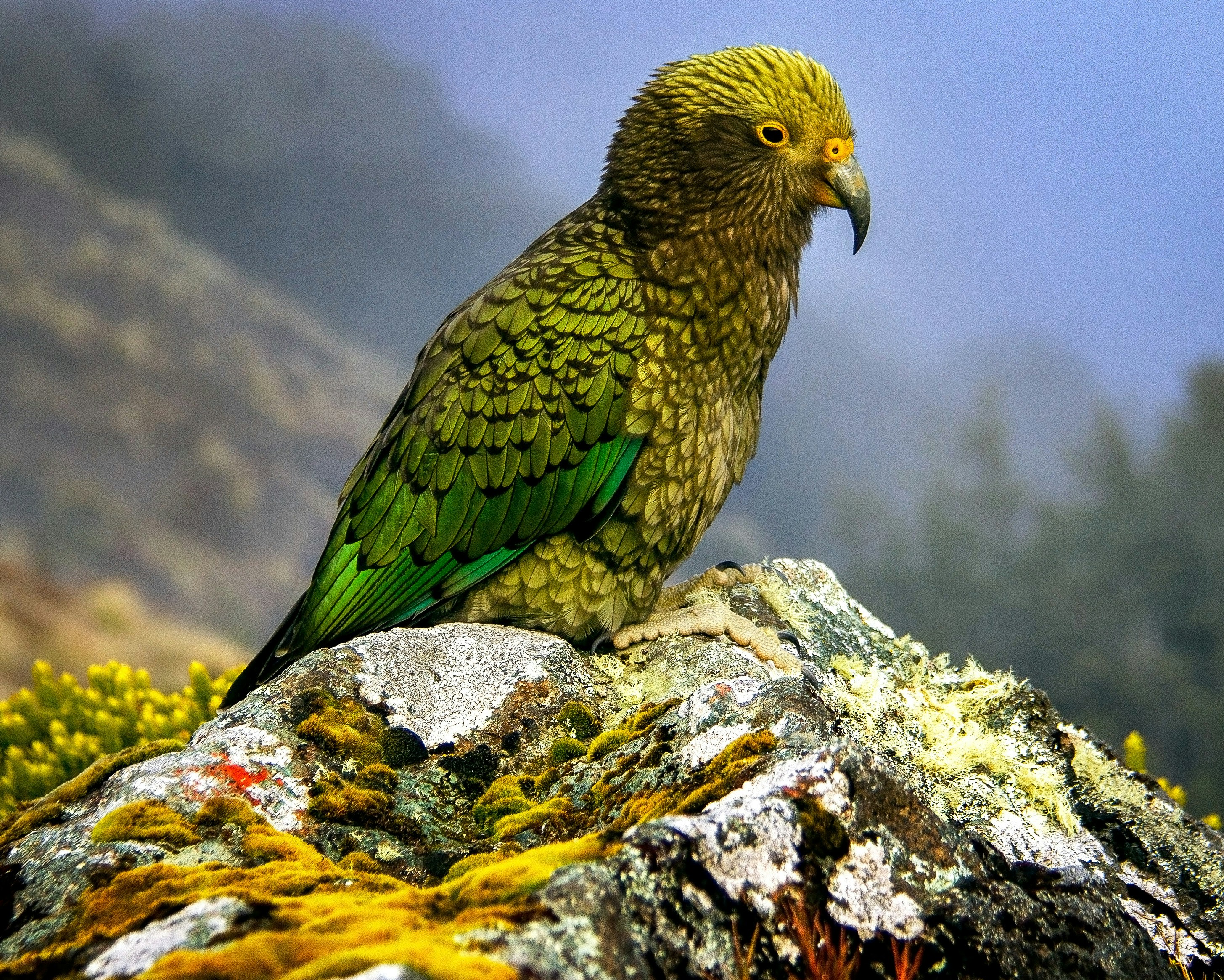 a green and yellow bird sitting on a rock