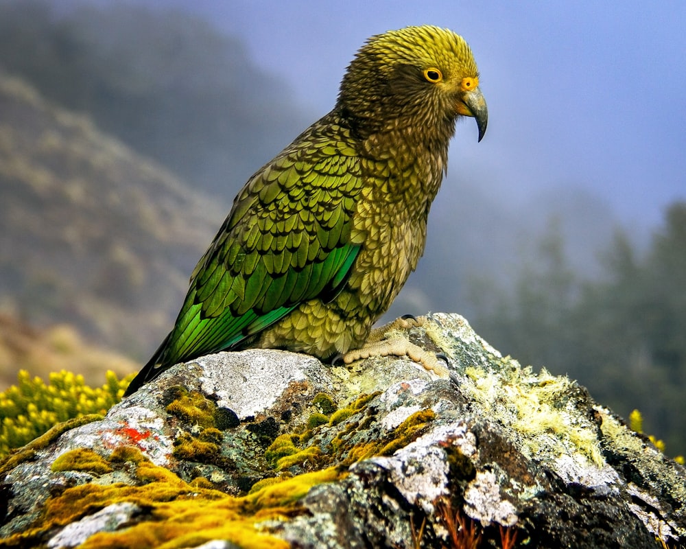 a green and yellow bird sitting on a rock