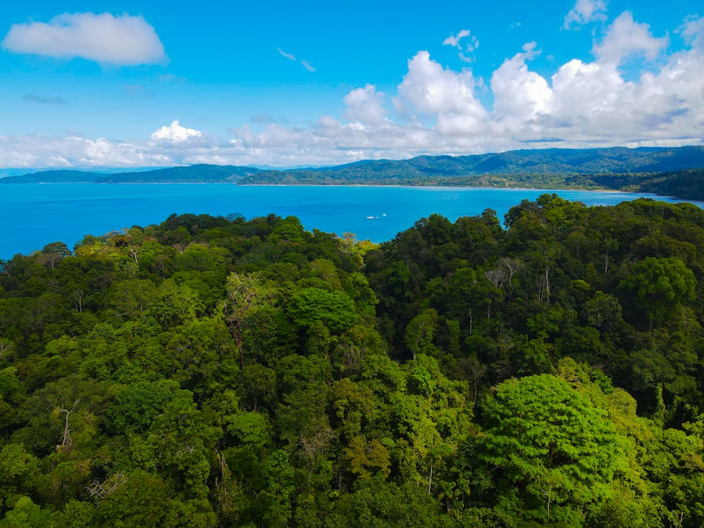 an aerial view of a tropical forest with a body of water in the background