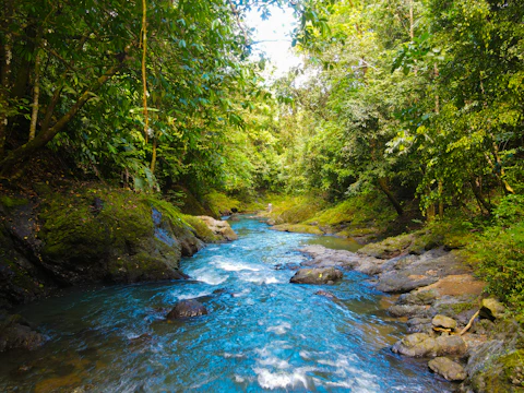 Illustration of a clean river flowing through a lush forest landscape.