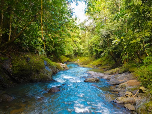 A pristine river flows through a lush, green forest with dense foliage. Sunlight filters through the trees, casting dappled light on the rocky edges of the clear blue water. The scene is tranquil and natural, with vibrant shades of green dominating the landscape.