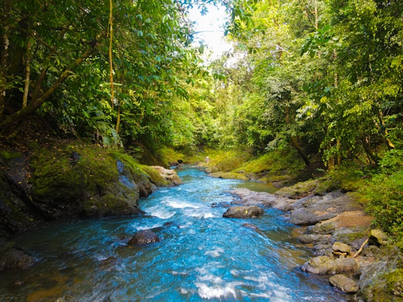 A pristine river flows through a lush, green forest with dense foliage. Sunlight filters through the trees, casting dappled light on the rocky edges of the clear blue water. The scene is tranquil and natural, with vibrant shades of green dominating the landscape.