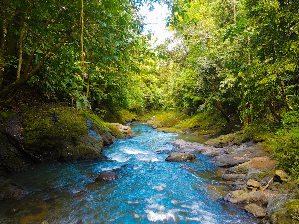 Ein Fluss, der durch einen üppigen grünen Wald fließt