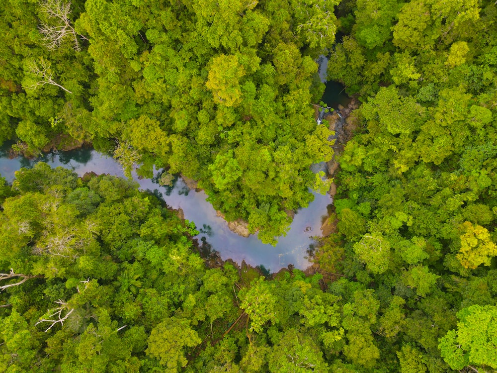 a river running through a lush green forest