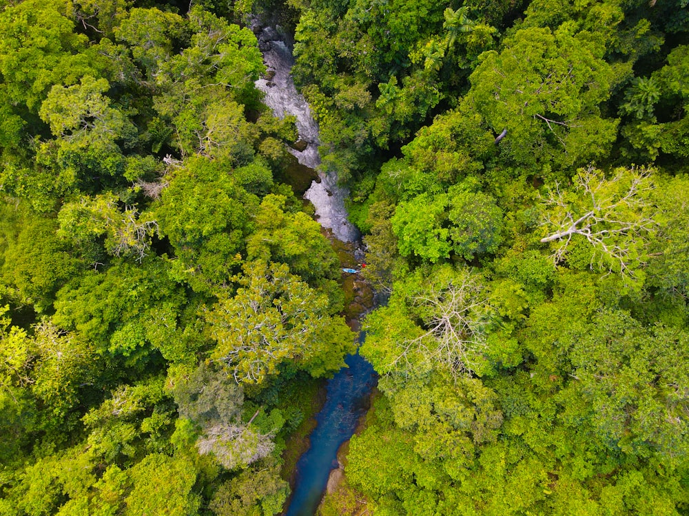 Ein Fluss, der durch einen üppigen grünen Wald fließt