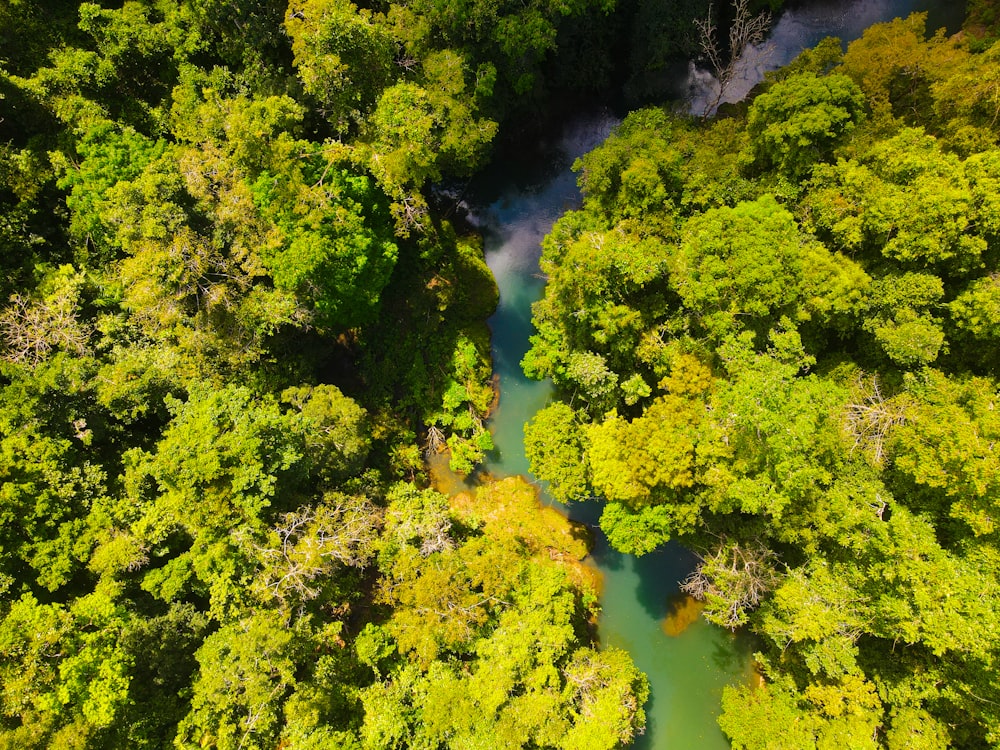 a river running through a lush green forest