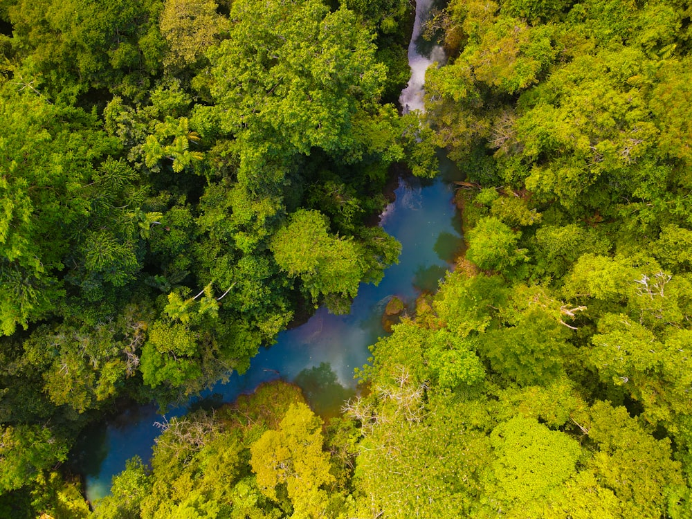 a river running through a lush green forest